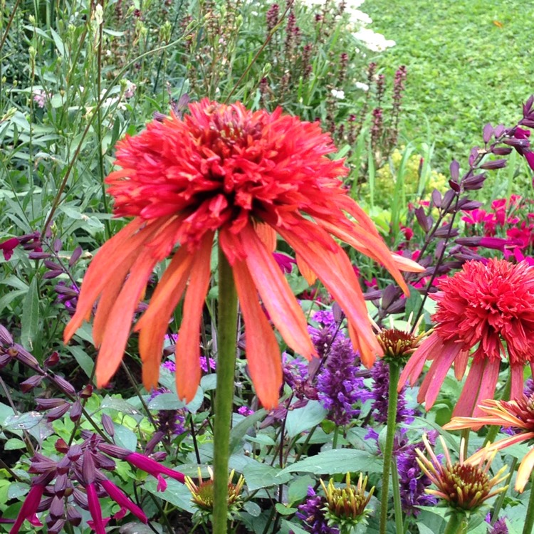 Plant image Echinacea 'Eccentric'