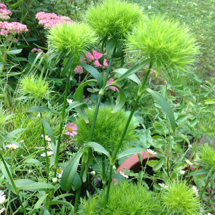 Plant image Dianthus barbatus 'Green Trick'