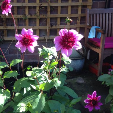 Helen's garden