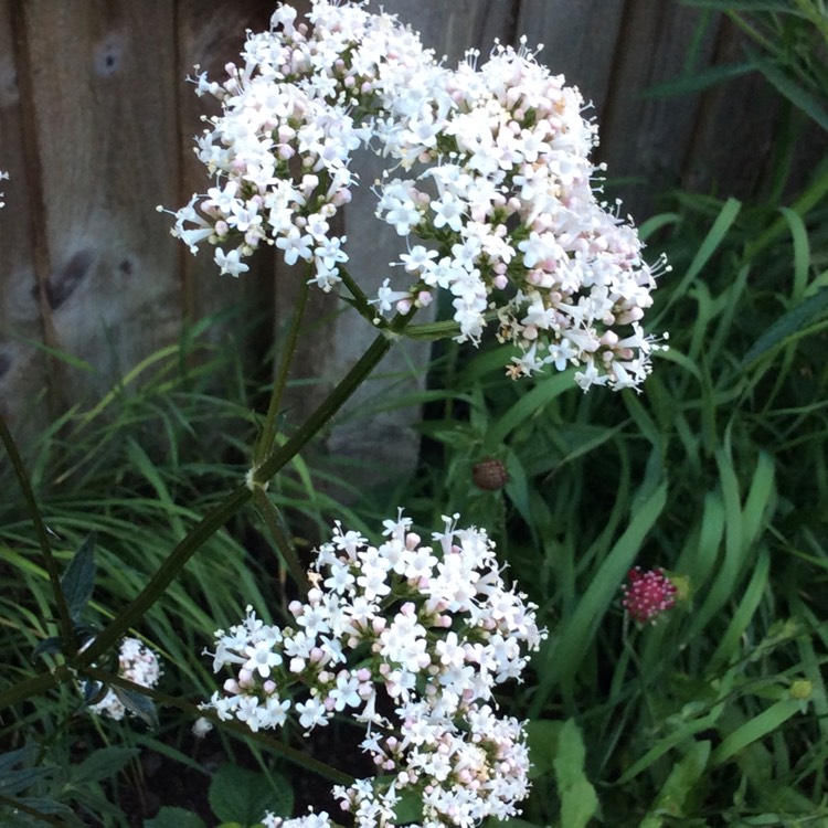 Plant image Valeriana officinalis