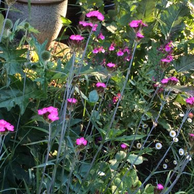 Carthusian Pink