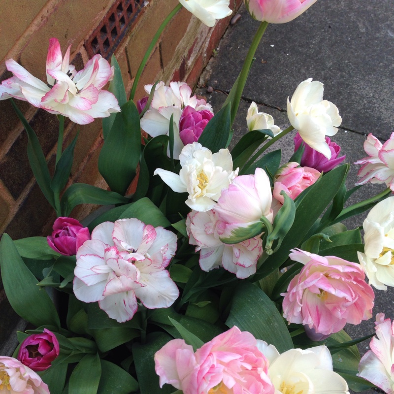 Plant image Tulipa 'Sweet Desire'