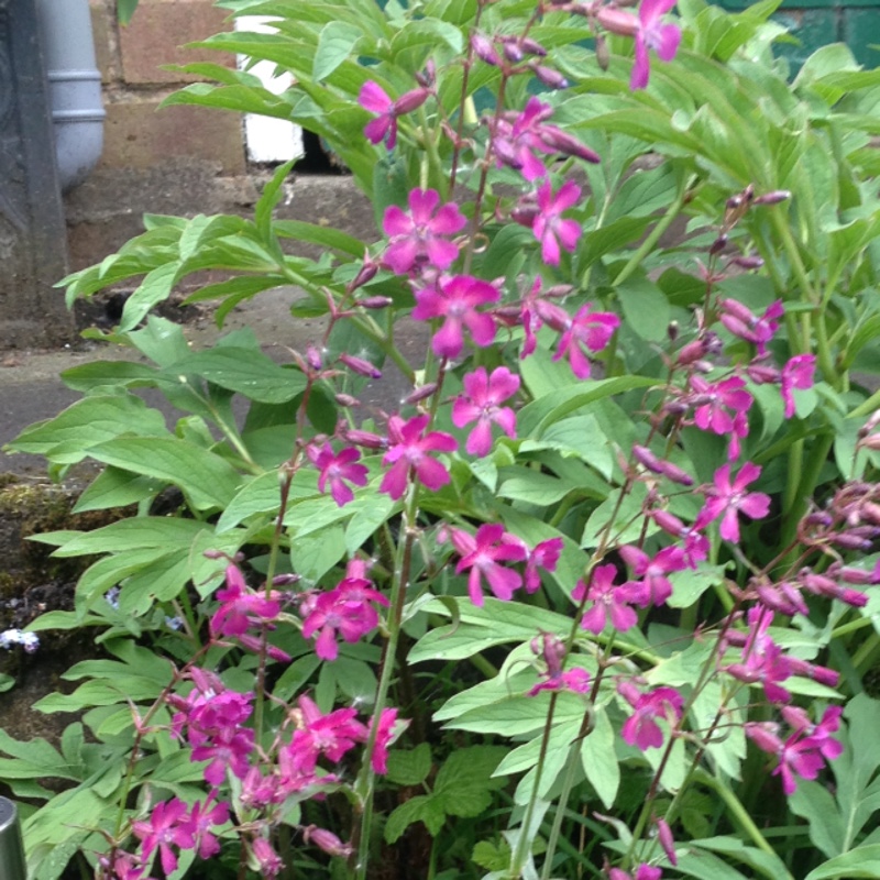 Plant image Lychnis coronaria 'Alba'