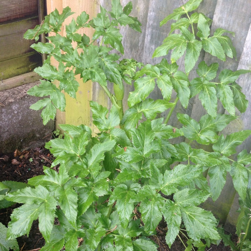 Plant image Angelica archangelica; syn Angelica officinalis