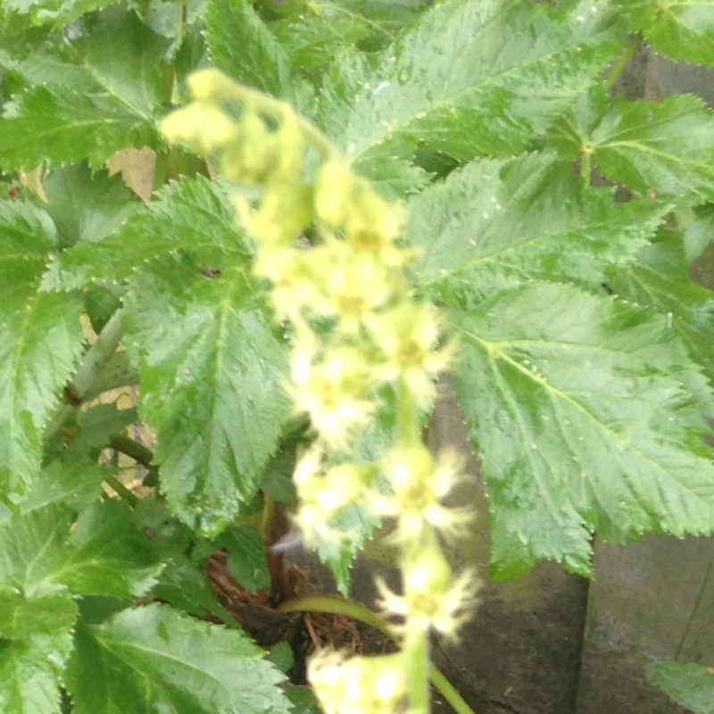 Plant image Tellima grandiflora