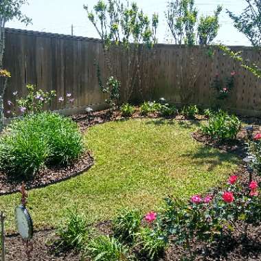 Heather's garden