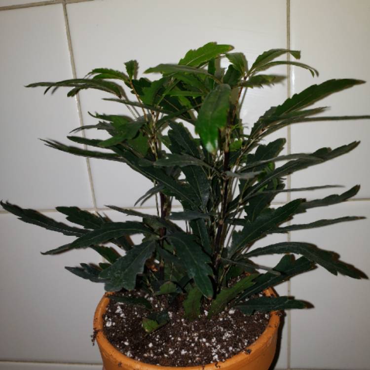 Plant image Schefflera elegantissima 'Galaxy' syn. Dizygotheca elegantissima 'Galaxy'