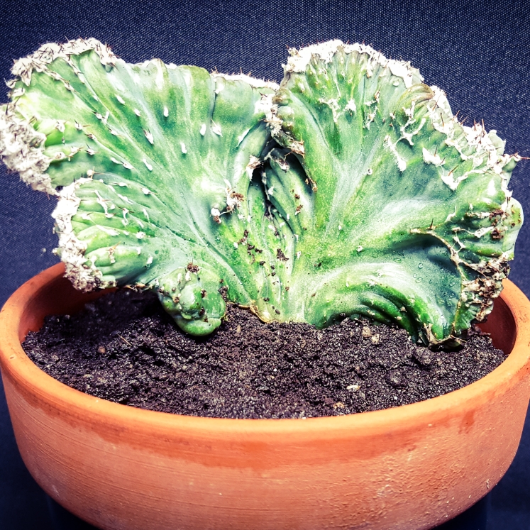 Plant image Monvillea Spegazzinii Cristata