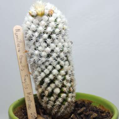 Mammillaria Vetula ssp. Gracillis