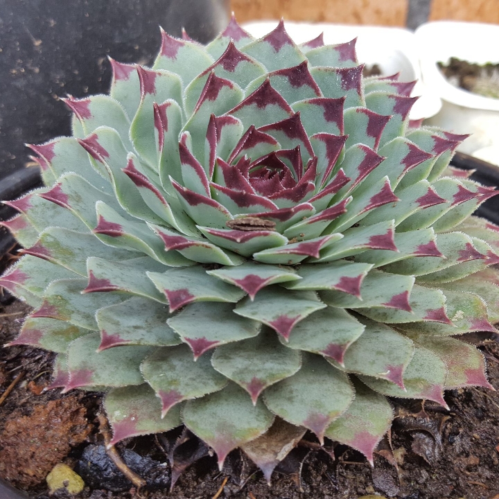 plant image 709374