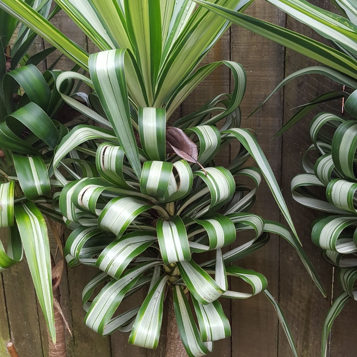 Plant image Yucca elephantipes 'Variegata'