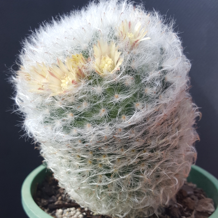 plant image 835607