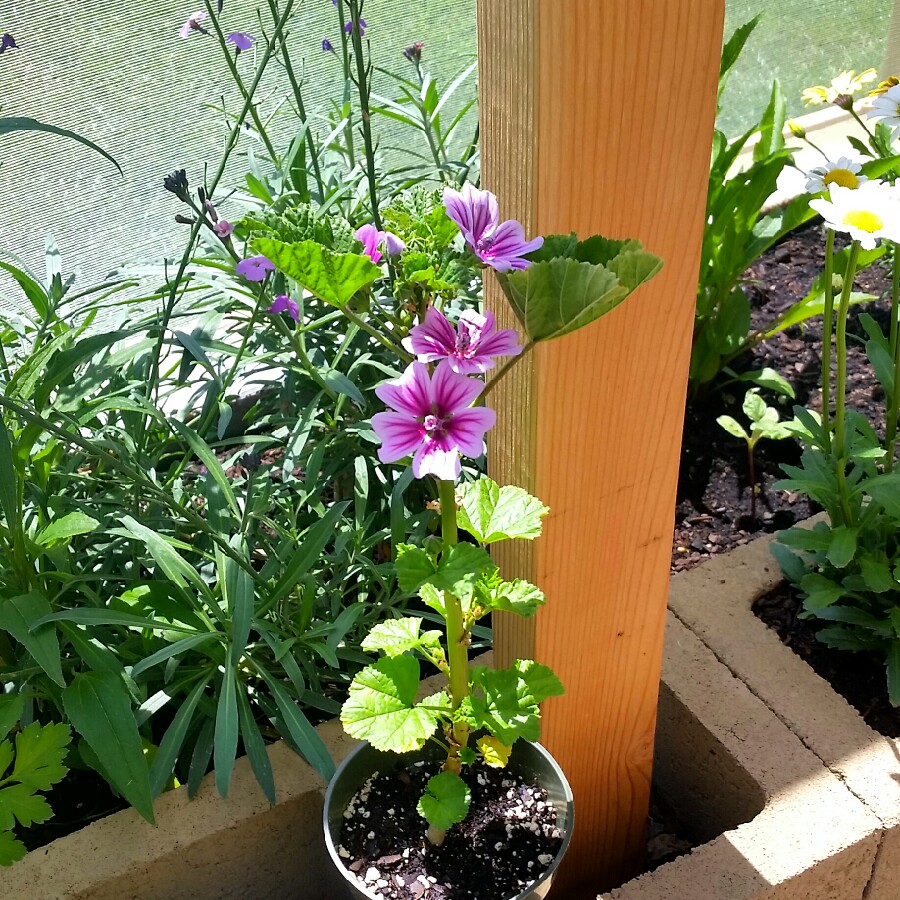 Mallow 'Primley Blue'