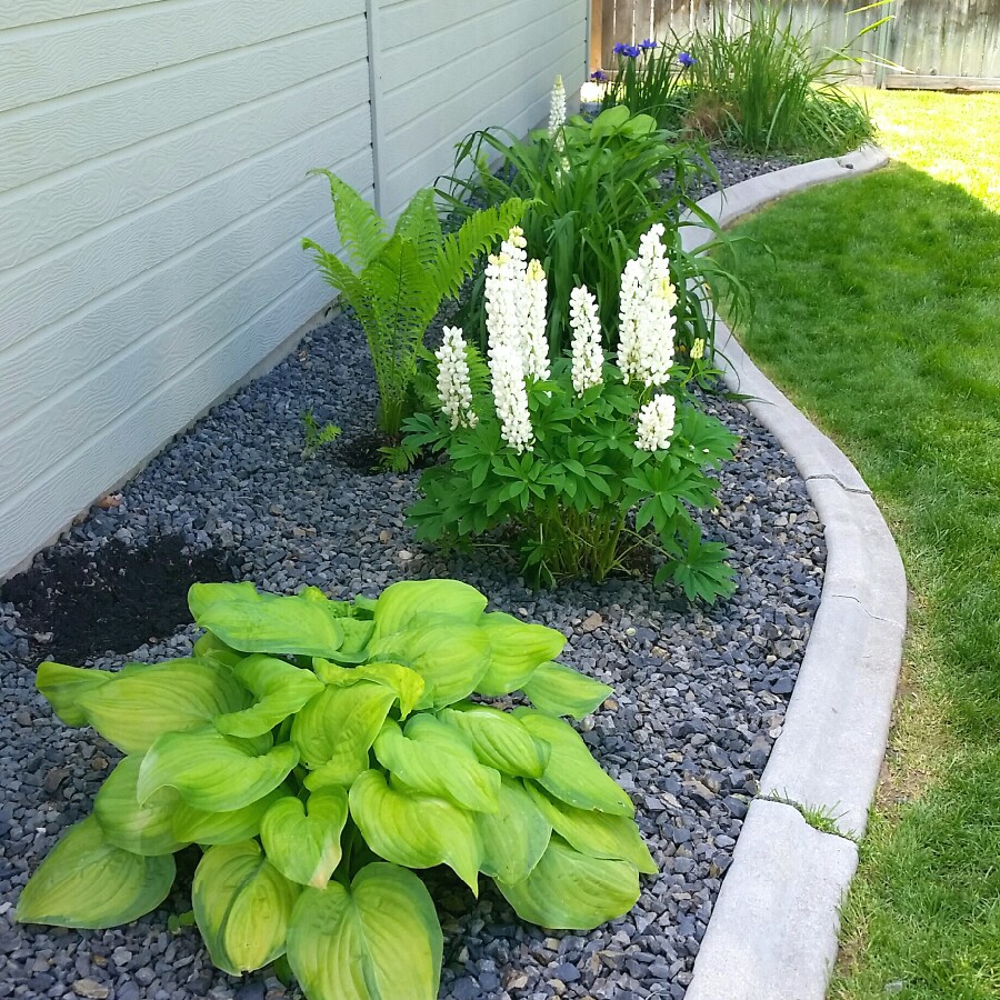 Jackie's garden