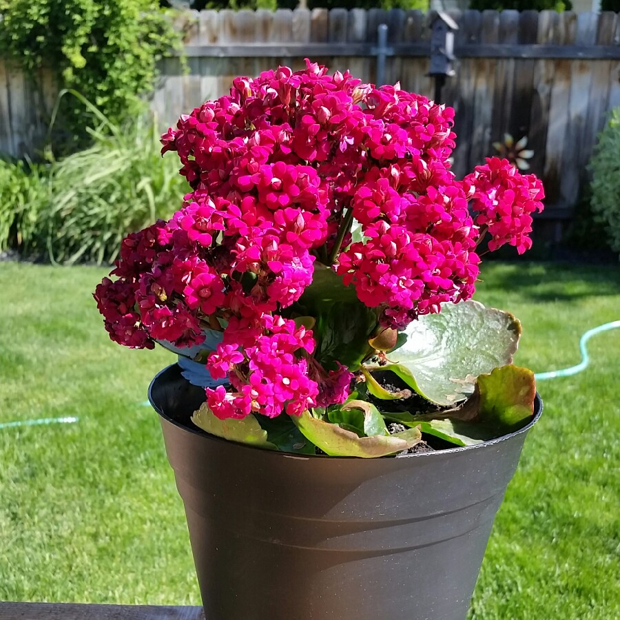 Jackie's garden