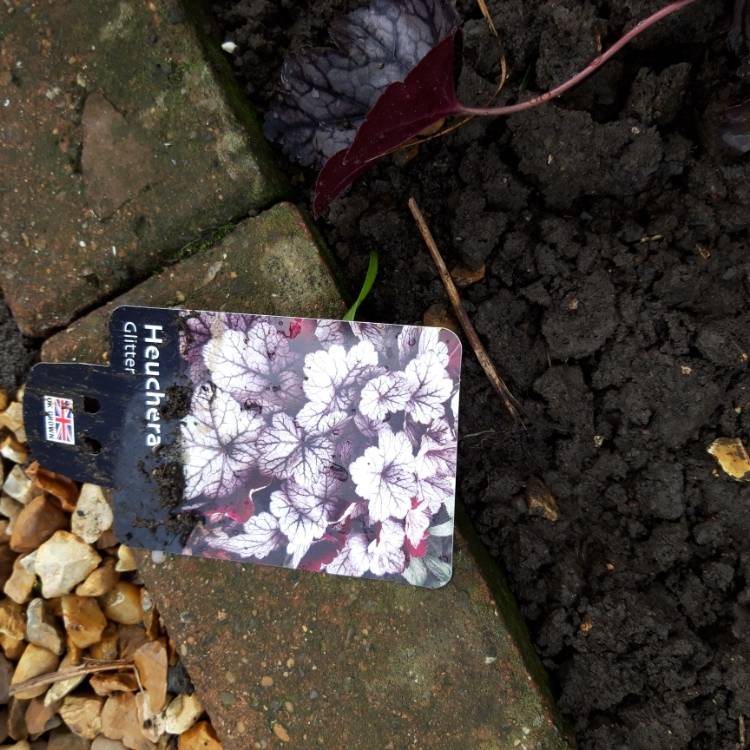 Plant image Heuchera 'Glitter'