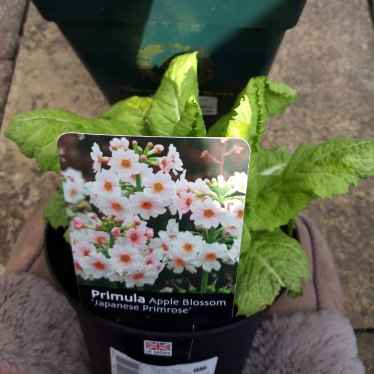 Plant image Primula Japonica 'Apple Blossom'