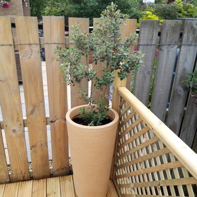 plant image 1087885