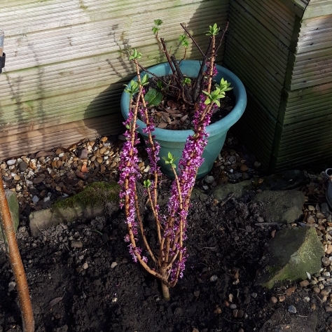 Plant image Daphne Rubra