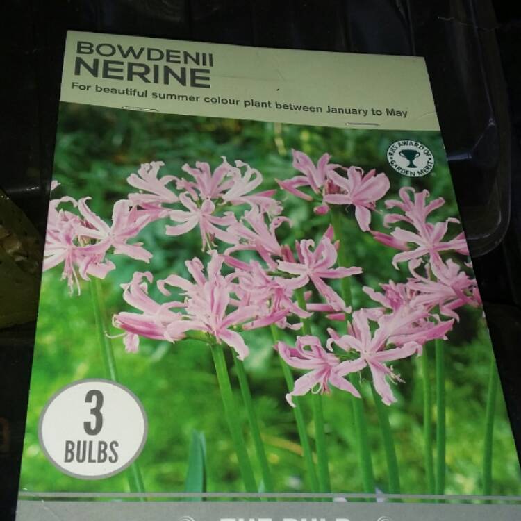 plant image 332430
