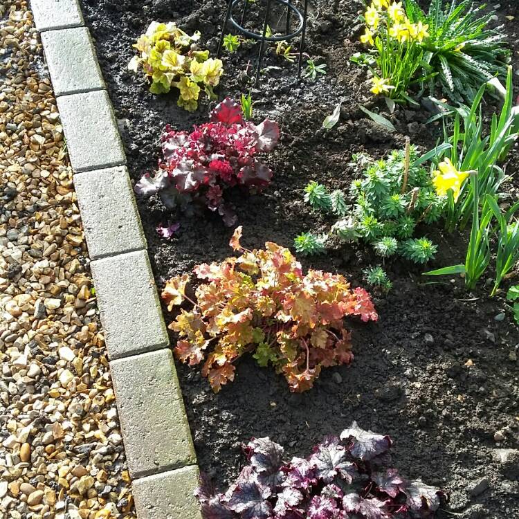 Plant image Heuchera 'Electra'