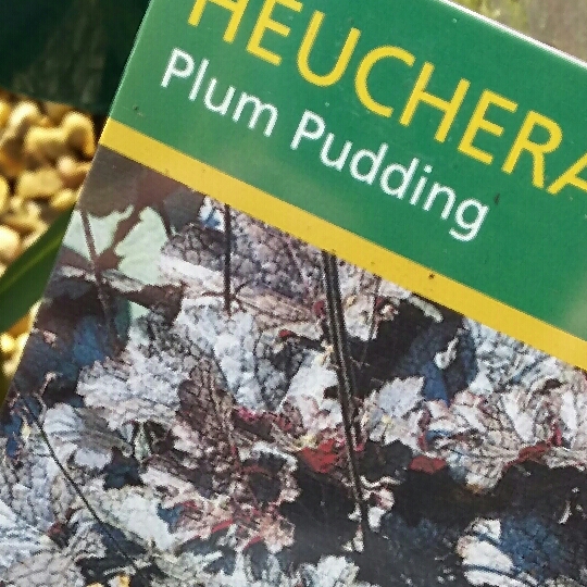 Plant image Heuchera 'Plum Pudding'