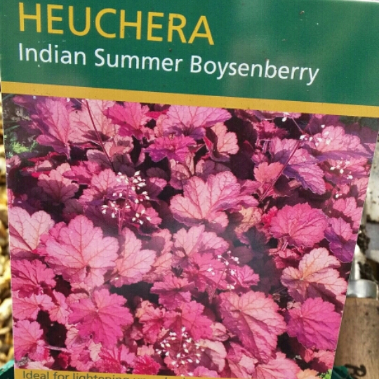 Plant image Heuchera 'Cranberry' (Indian Summer Series)