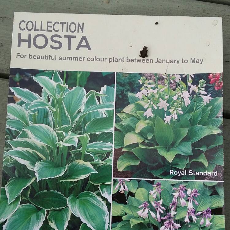 Plant image Hosta 'Royal Standard' syn. Hosta 'Wayside Perfection'