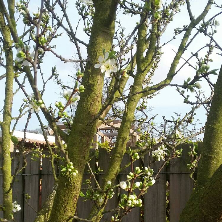Plant image Prunus domestica 'Victoria'