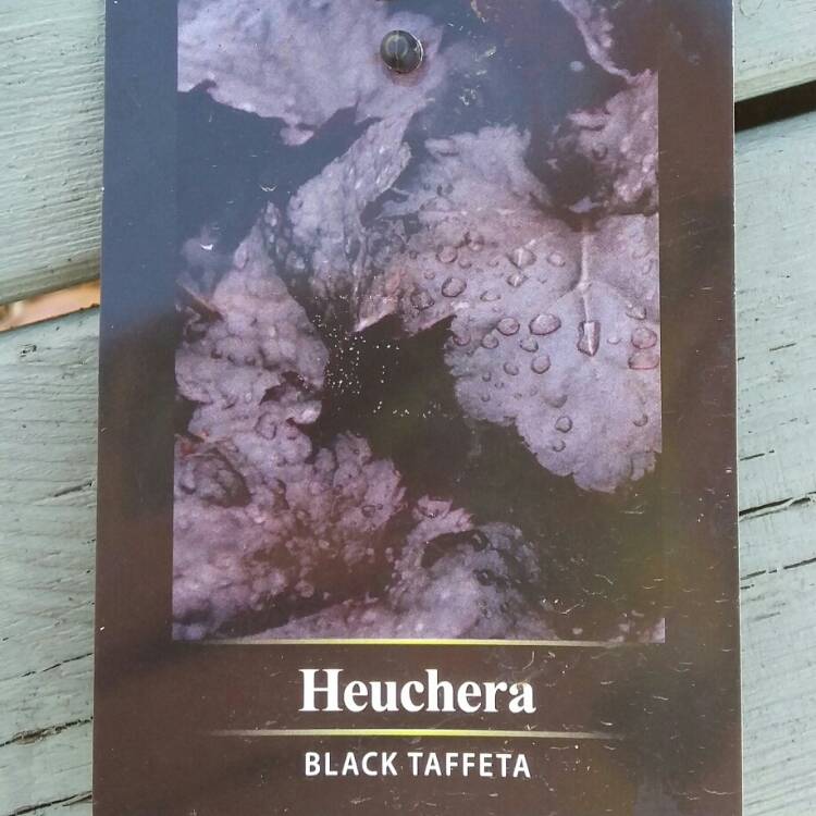 Plant image Heuchera 'Black Taffeta'