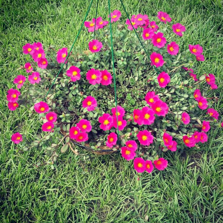 Plant image Portulaca amilis