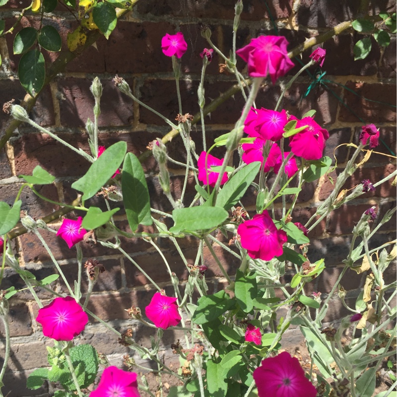 Rose Campion