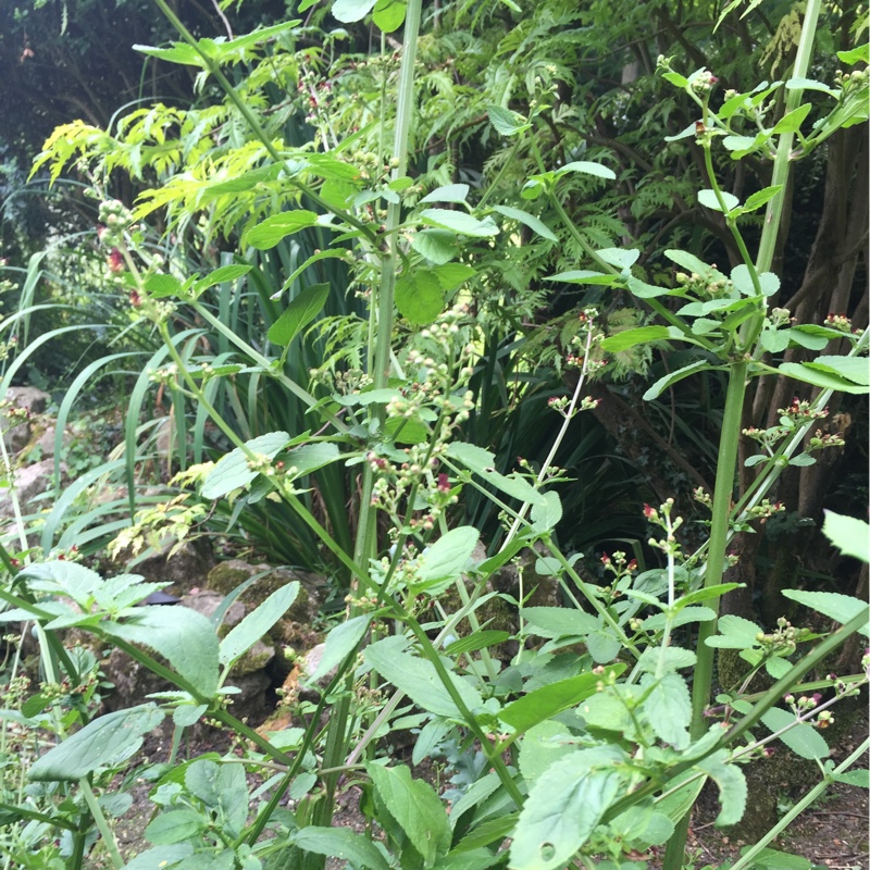 Wayne's garden