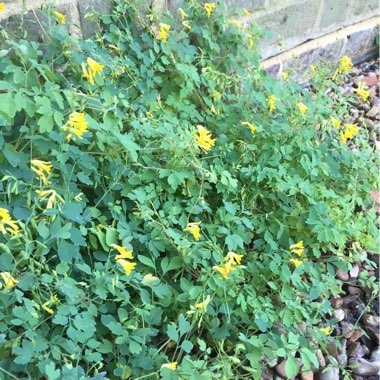 Wayne's garden