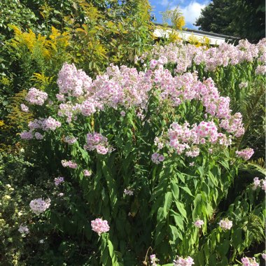 Wayne's garden