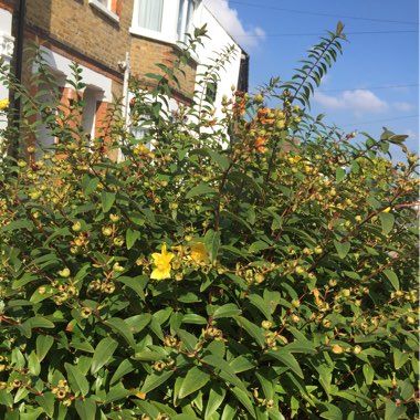 Wayne's garden