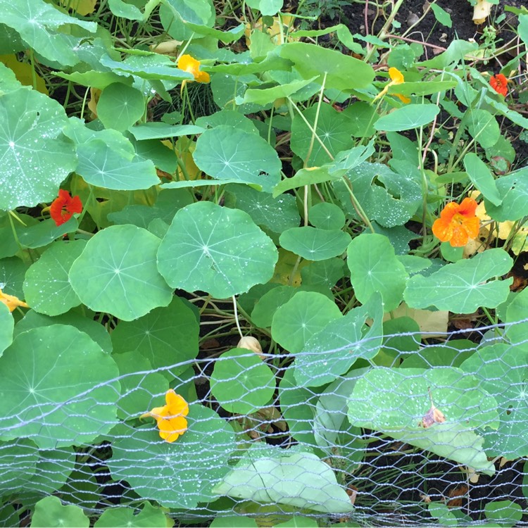 plant image 258071