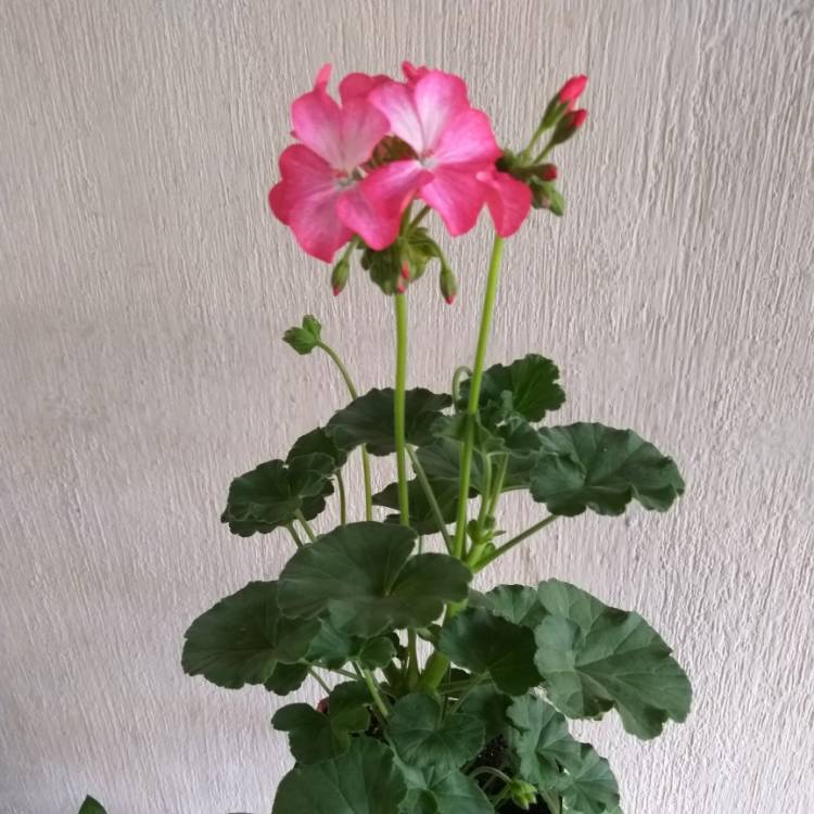 Plant image Pelargonium 'Pacneon' syn. Pelargonium 'Neona'