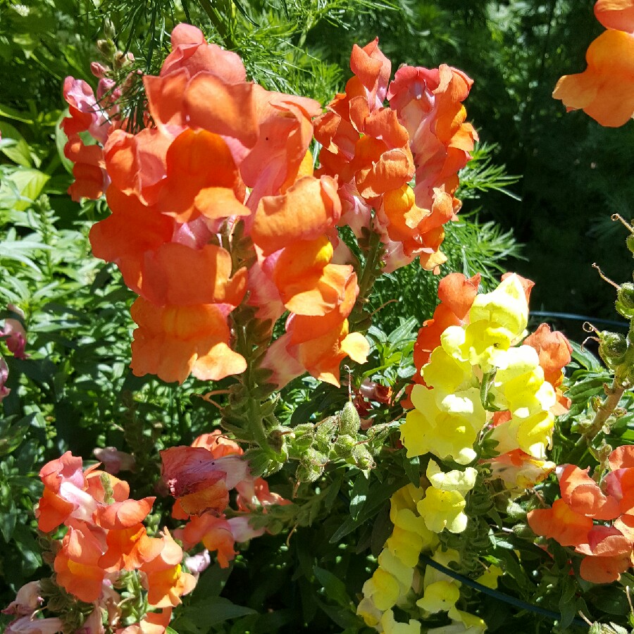 Snapdragon
