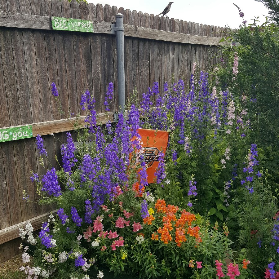 Holli's garden