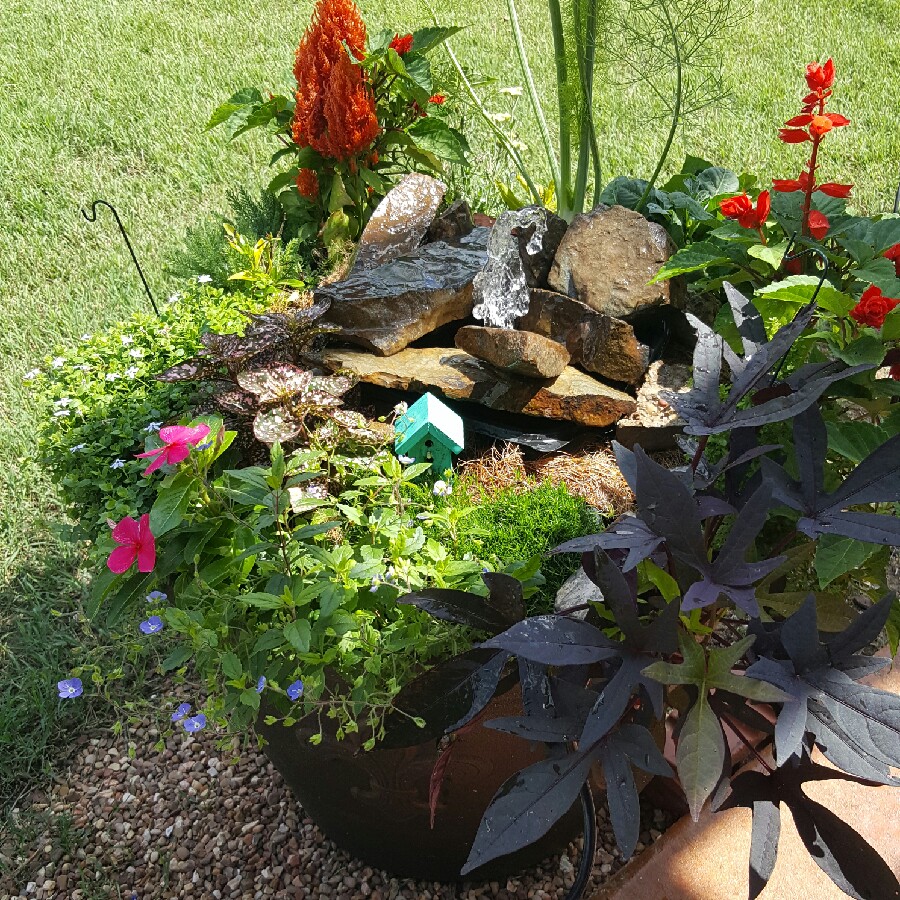 Holli's garden
