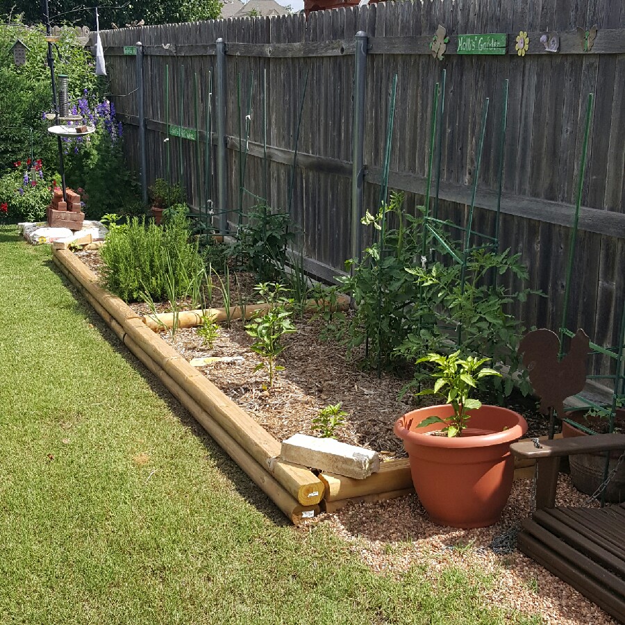 Holli's garden