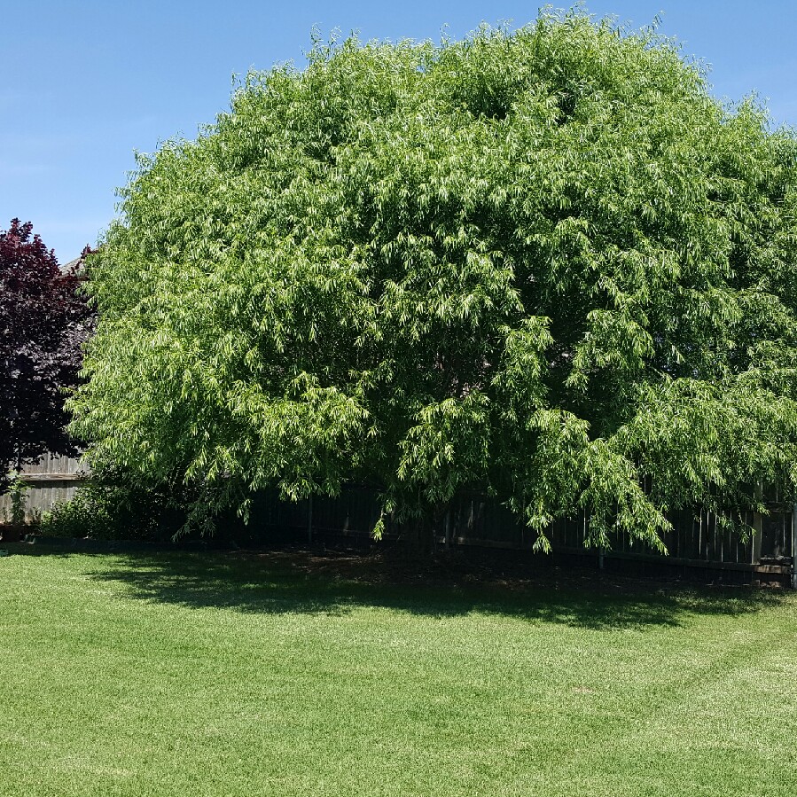 Willow