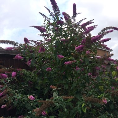David's garden