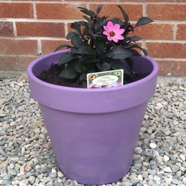 David's garden