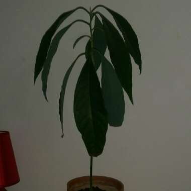 Persea americana 'Bacon'