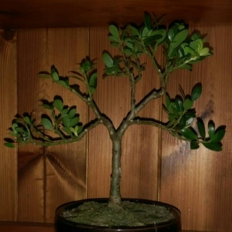 Plant image Ilex crenata 'Dark Green'