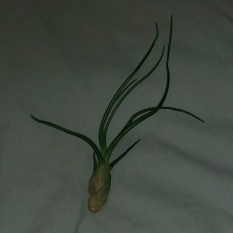 Plant image Tillandsia baileyi