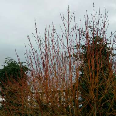 Cornus sanguinea 'Winter flame'