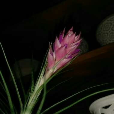 Tillandsia